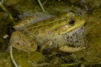 Pelophylax kurtmuelleri, Stjar