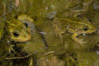 Pelophylax kurtmuelleri, Stjar