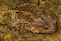 Bufo bufo, Stjar