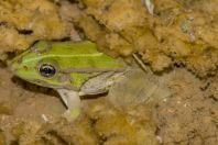 Pelophylax kurtmuelleri, Stjar