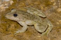Pelophylax kurtmuelleri, Stjar