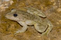 Pelophylax kurtmuelleri, Stjar