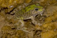 Pelophylax kurtmuelleri, Stjar