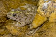 Pelophylax kurtmuelleri, Stjar