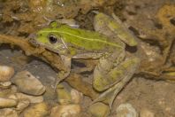 Pelophylax kurtmuelleri, Stjar