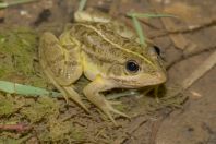 Pelophylax kurtmuelleri, Stjar