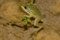 Pelophylax cf. epeiroticus, Stjar