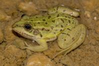 Pelophylax cf. epeiroticus, Stjar