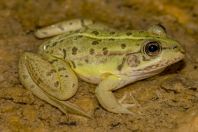 Pelophylax cf. epeiroticus, Stjar