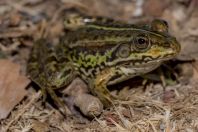 Pelophylax cf. epeiroticus, Stjar