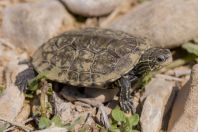 Mauremys rivulata, Stjar