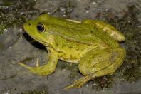 Pelophylax kurtmuelleri, Kallamas