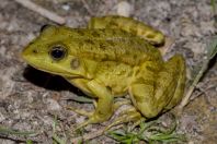 Pelophylax kurtmuelleri, Kallamas