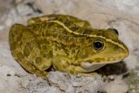 Pelophylax kurtmuelleri, Kallamas