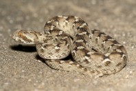 Echis carinatus, Bani Na'ab