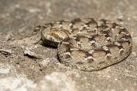 Echis carinatus, Bani Na'ab