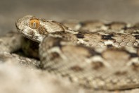 Echis carinatus, Bani Na'ab