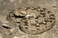 Echis carinatus, Bani Na'ab