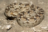 Echis carinatus, Bani Na'ab