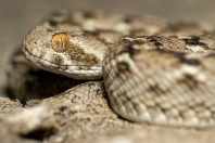 Echis carinatus, Bani Na'ab