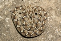 Echis carinatus, Bani Na'ab