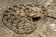 Echis carinatus, Bani Na'ab