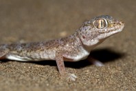 Stenodactylus leptocosymbotes, Bani Na'ab