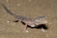 Stenodactylus leptocosymbotes, Bani Na'ab