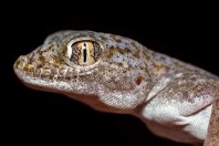 Stenodactylus leptocosymbotes, Bani Na'ab