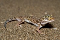 Stenodactylus leptocosymbotes, Bani Na'ab