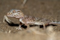 Stenodactylus leptocosymbotes, Bani Na'ab