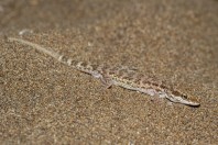 Bunopus tuberculatus, Bani Na'ab