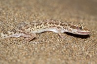 Bunopus tuberculatus, Bani Na'ab