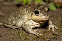 Sclerophys arabica, Birkat Al Mouz