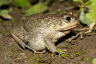 Sclerophys arabica, Birkat Al Mouz