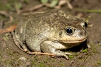 Sclerophys arabica, Birkat Al Mouz