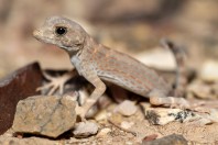Pristurus carteri, Al‑Mutamar