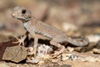 Pristurus carteri, Al‑Mutamar