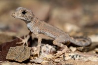 Pristurus carteri, Al‑Mutamar