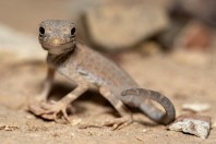 Pristurus carteri, Al‑Mutamar