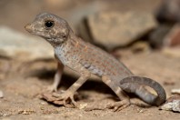 Pristurus carteri, Al‑Mutamar