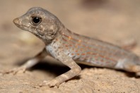 Pristurus carteri, Al‑Mutamar