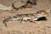 Stenodactylus leptocosymbotes, Al‑Mutamar