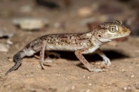 Stenodactylus leptocosymbotes, Al‑Mutamar