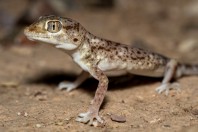 Stenodactylus leptocosymbotes, Al‑Mutamar