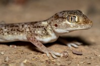 Stenodactylus leptocosymbotes, Al‑Mutamar