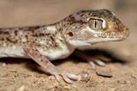 Stenodactylus leptocosymbotes, Al‑Mutamar