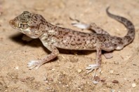 Stenodactylus leptocosymbotes, Al‑Mutamar