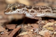 Bunopus tuberculatus, Al‑Mutamar