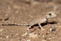 Pristurus carteri, Al‑Mutamar